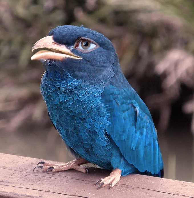 Pajaro azul