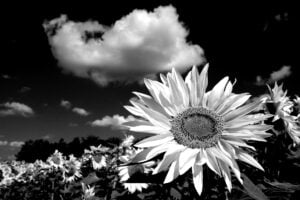 Roswel Borges Castellanos nos regala Siete Poemas